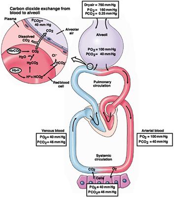 Hyperventilation Therapy for Control of Posttraumatic Intracranial Hypertension